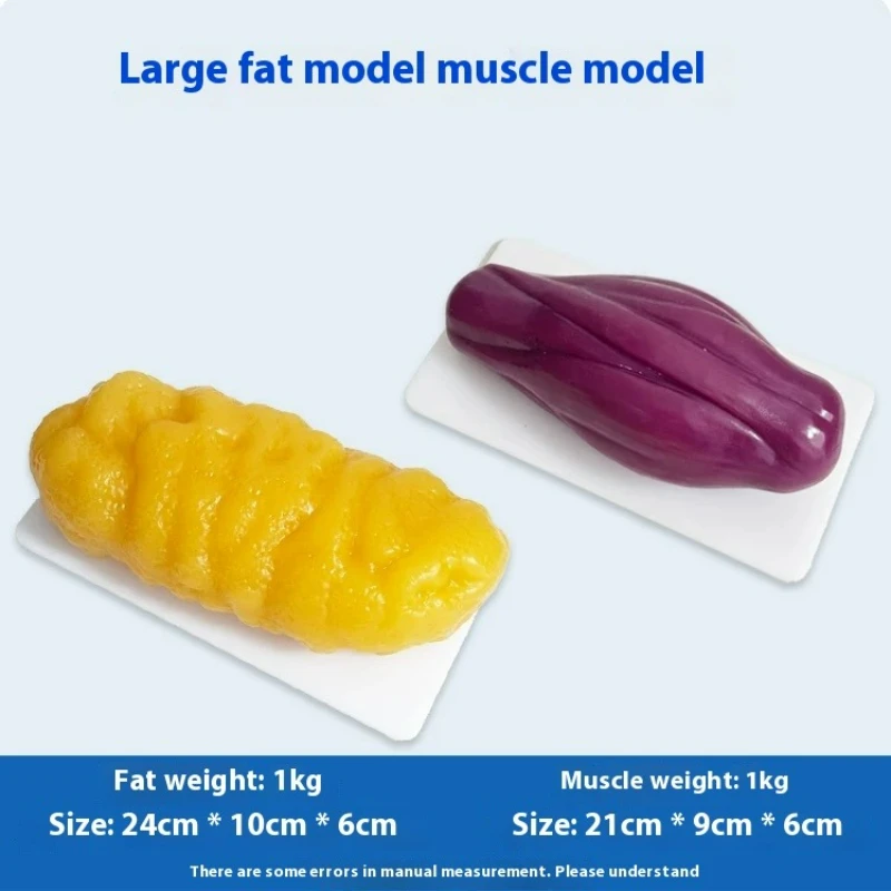 Human Muscle and Fat Replicas  - Nutrition Fitness Center recension och pris